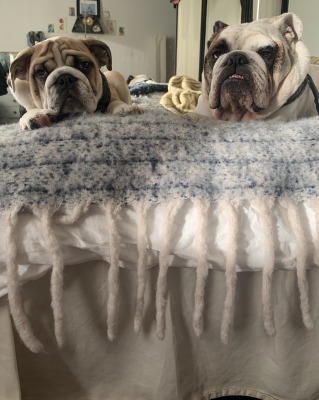 Photo of two bulldogs on bed