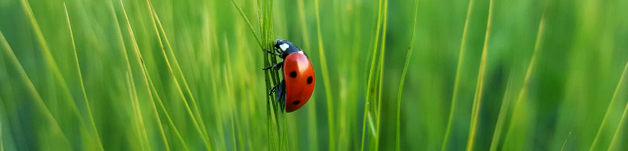 A ladybug resting on blades of grass