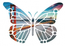 City Dream butterfly